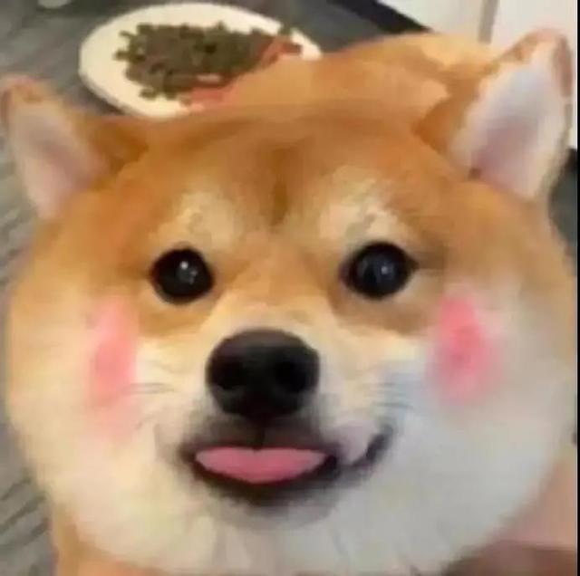 秀一波沙雕可爱的表情包「嗯，肚子还小，还能吃」北木，沙雕可爱小表情包（微信可爱沙雕表情包图片）