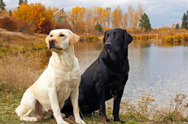 金毛犬九个品种图，金毛犬有哪些品种（金毛、拉布拉多和哈士奇哪个好）