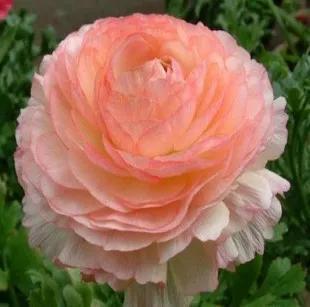 牡丹有哪些品种，牡丹有哪些品种(要名称)（精美绝伦的牡丹花十大品种图片欣赏）