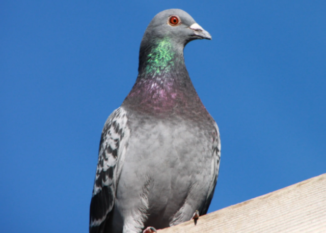 关关雎鸠是成语吗，“关关雎鸠”（为何说吃它的肉会有很大的危害）