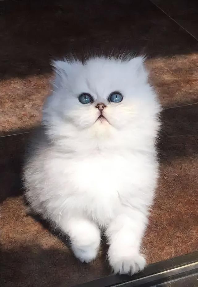 养金吉拉最忌讳什么，金吉拉为什么不能养（养金吉拉猫的“8大禁忌”）