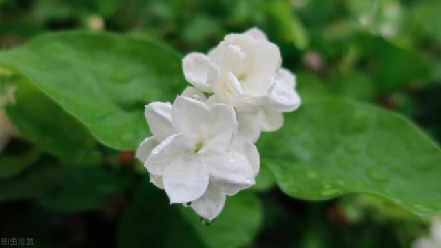 茉莉花可以泡茶吗，茉莉花茶哪个好喝（却不适合“在家”养）