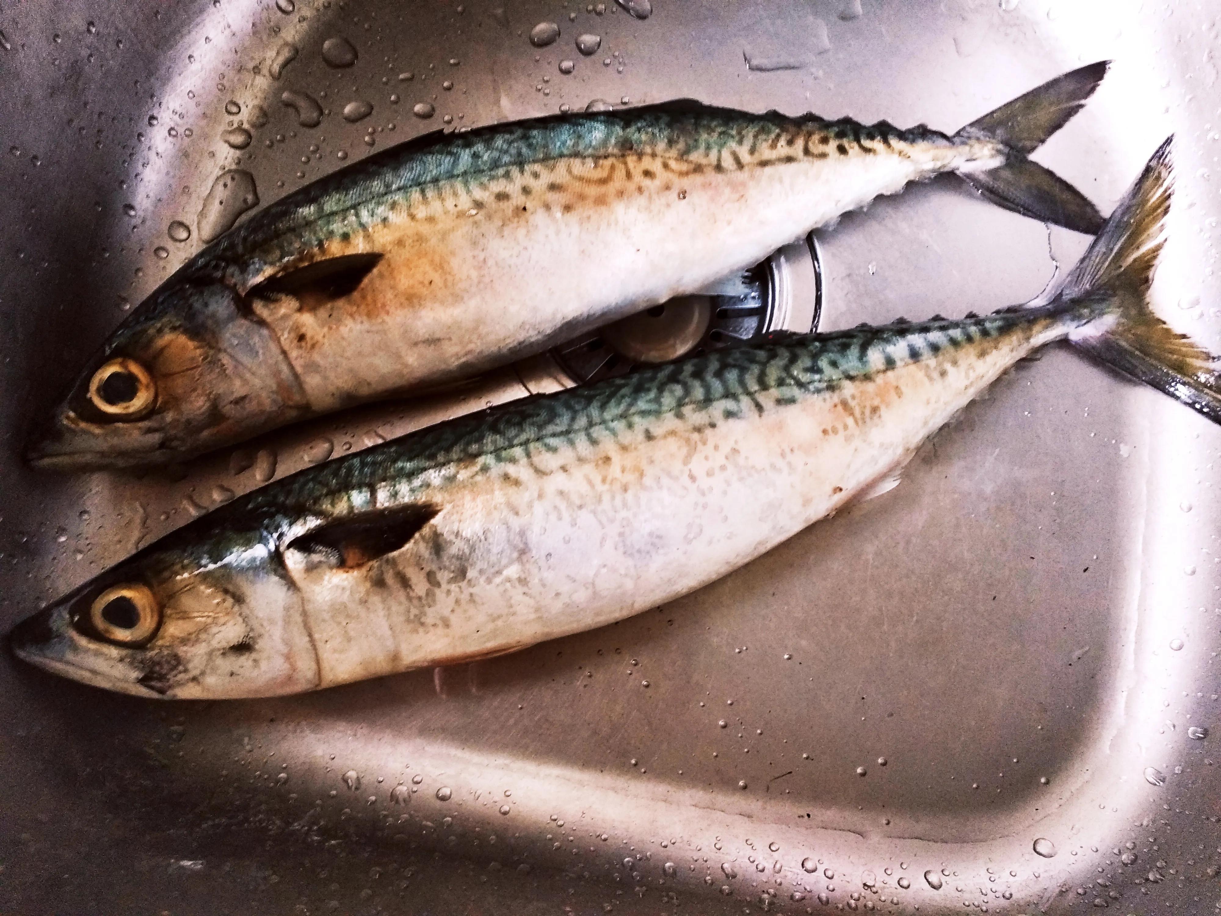 立冬后适宜食用的海鱼品种推荐：营养丰富、肉质鲜美，助你温暖过冬