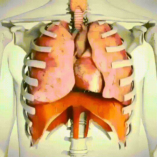 科普知识资料大全，科普小知识大全（45张有科普性动图带我们了解世界的真相）