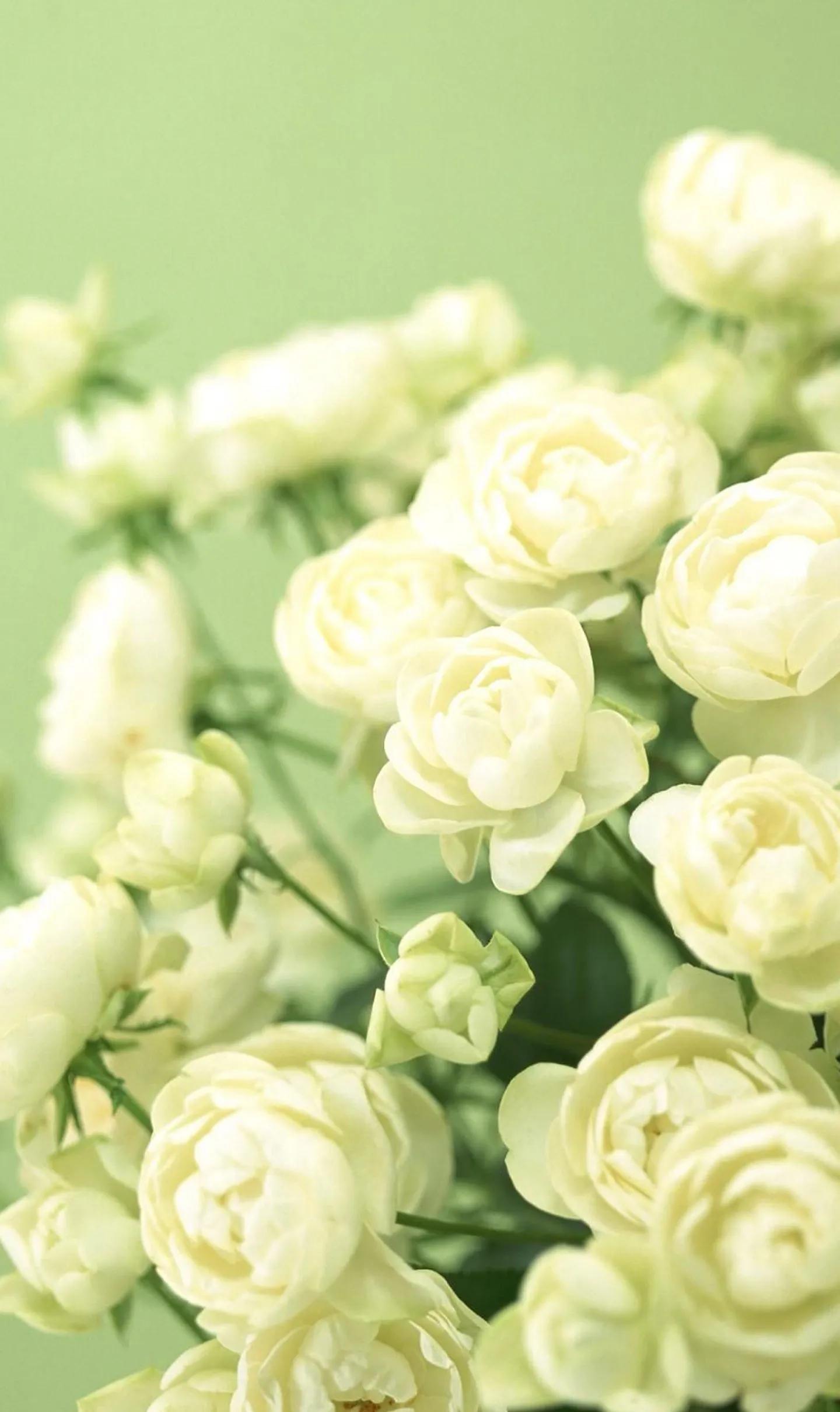 红玫瑰 花壁纸(姹紫嫣红的玫瑰花) - 彝家农业网