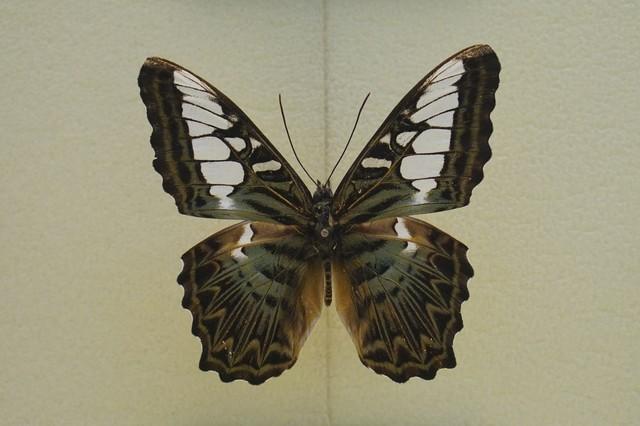 做什么梦说明爱情要来了，什么梦预示真爱到了（爱情魅力追求梦）