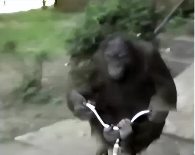 多妈简笔画叠起来的被子，儿童简笔画叠被子（试图成为人类却被囚禁30年）