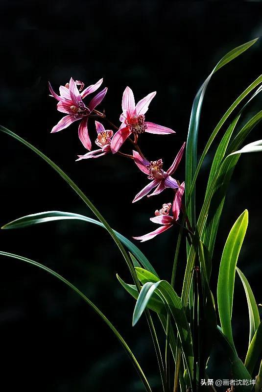 十大最贵最美兰花，绝美兰花50幅