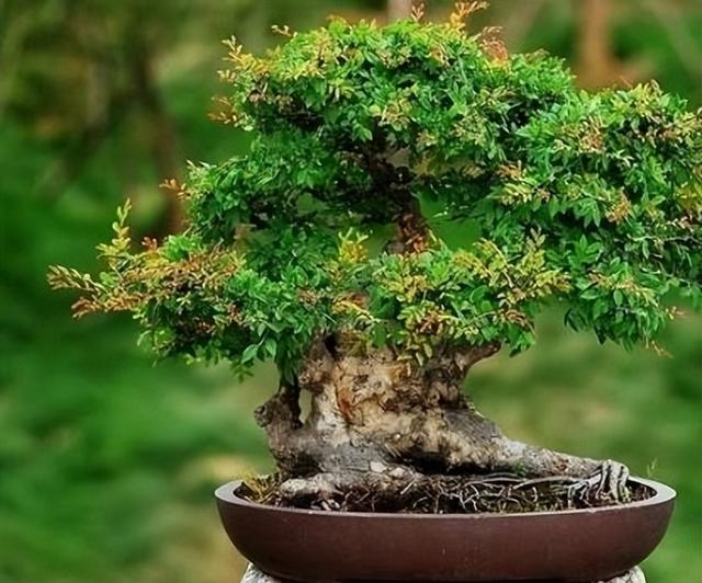 梧桐树的寓意(30天不浇1滴水)