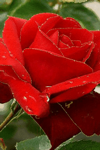 999朵玫瑰，送你999朵动态玫瑰花（999朵玫瑰邰正宵）