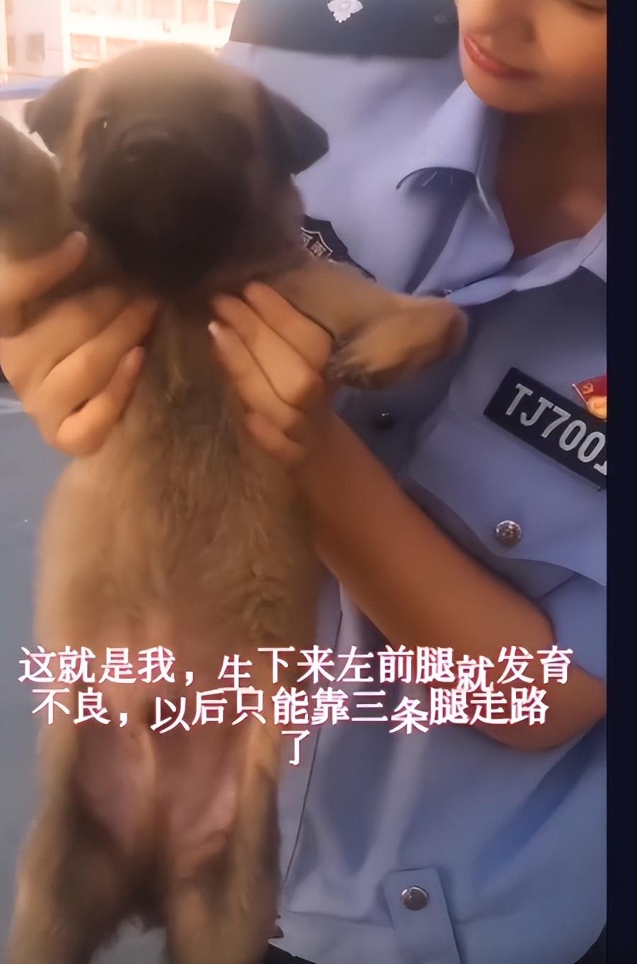 巴顿犬多少钱 巴顿 军犬