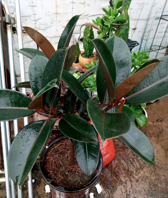 花的叶子发黄是怎么回事，茉莉花的叶子发黄是怎么回事（植物黄叶有七个原因）