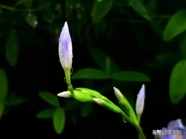 空谷幽兰的意思，空谷幽兰是什么意思（幽兰，清雅）