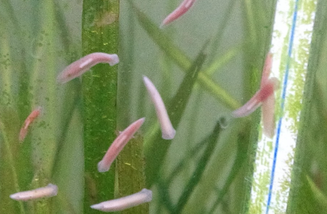 美西螈与蝾螈有什么不同，美西螈是两栖动物吗（“重生界巨头”的超强再生能力）