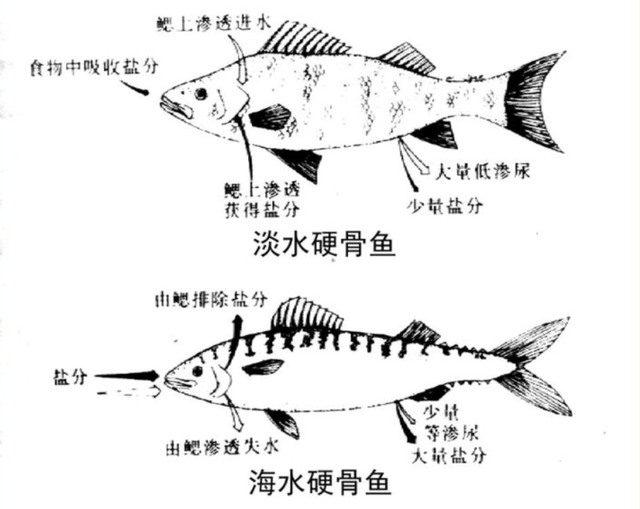 海水盐度是多少，渤海湾海水盐度是多少（海洋动物也需要喝水）