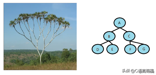 二叉树的深度和高度有什么区别，二叉树的高度与深度（C语言数据结构：什么是树）