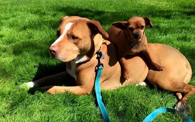 狗什么时候配对时间最好，狗狗什么时候配种最好（狗狗在配种时“哭天抢地”）