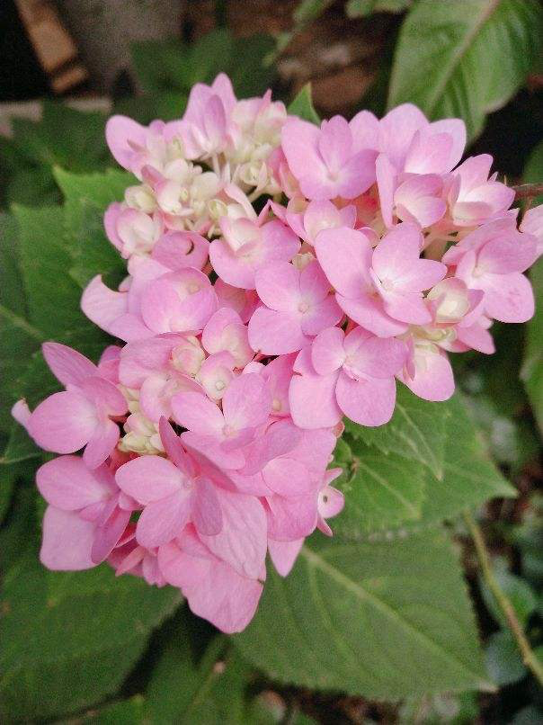 无尽夏绣球养护，无尽夏绣球种植方法（养无尽夏注意5要点）