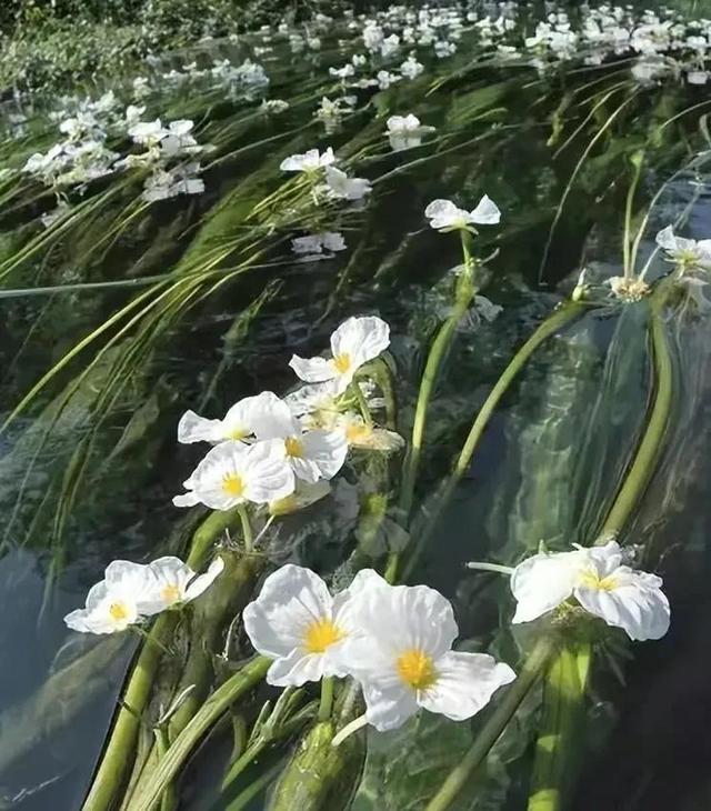 水性杨花是什么意思，海菜花为啥叫水性杨花（与“水性杨花”来场美妙的邂逅吧）
