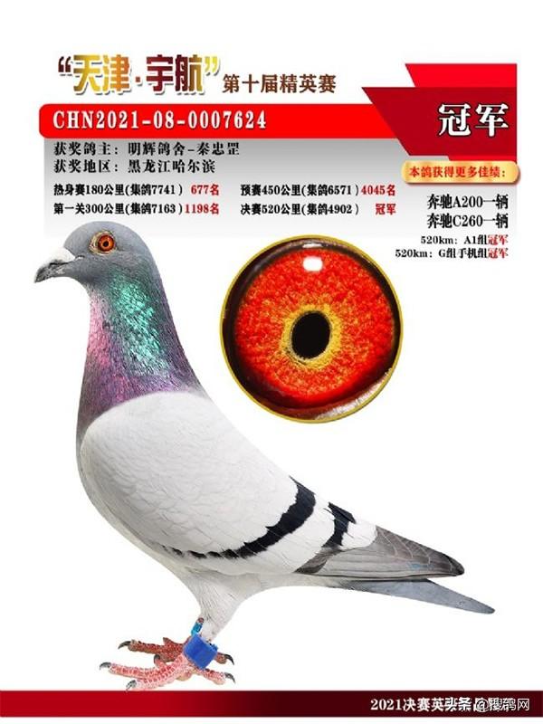 中国信鸽信息网全国各地赛鸽公棚，中华信鸽信息网各地公棚信鸽信息网（十大公棚冠军鸽有何共通之处）