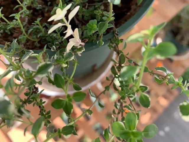 向日葵泰迪熊种子，夏天收获一片花海