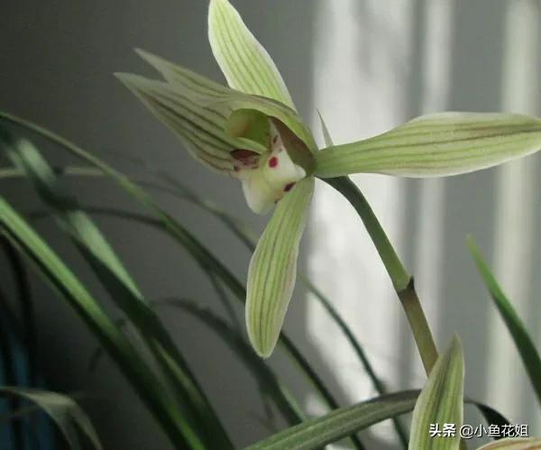 母亲节送什么花，母亲节送什么花最适合（能送给母亲的花不只是康乃馨）