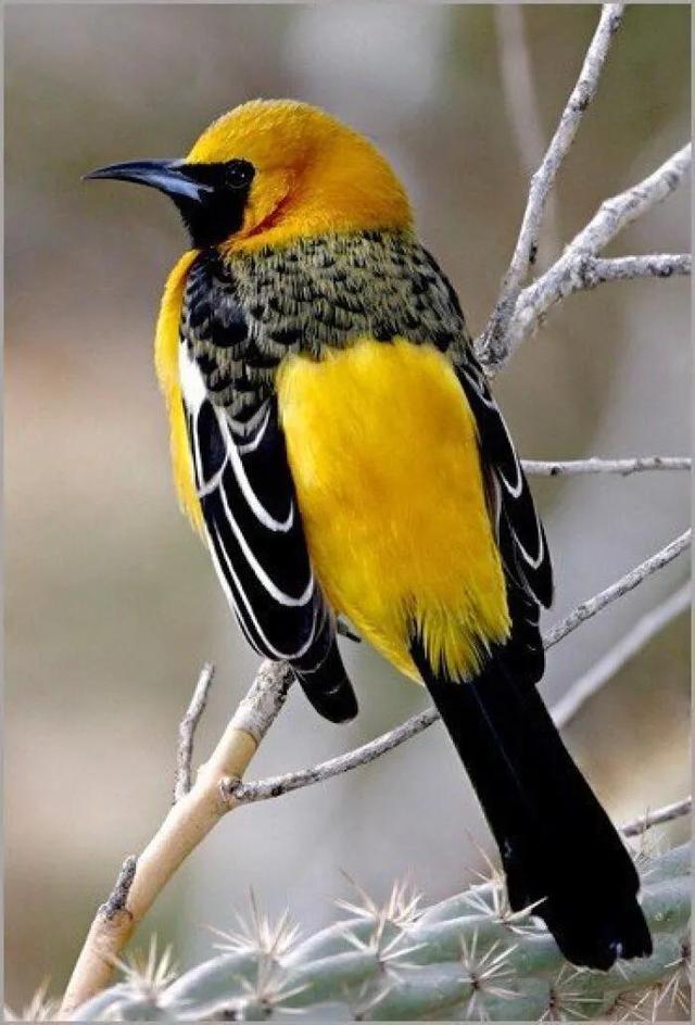 各种黄鹂鸟的各种叫声，大自然的小小精灵——黄鹂鸟