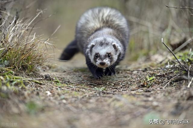 刺猬吃什么食物，刺猬吃什么（“臭屁王”巧吃刺猬）