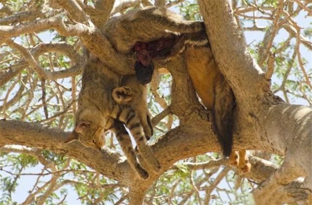 花豹为什么吃猎豹，花豹会捕食猎豹吗（却被吃素的箭猪刺伤）