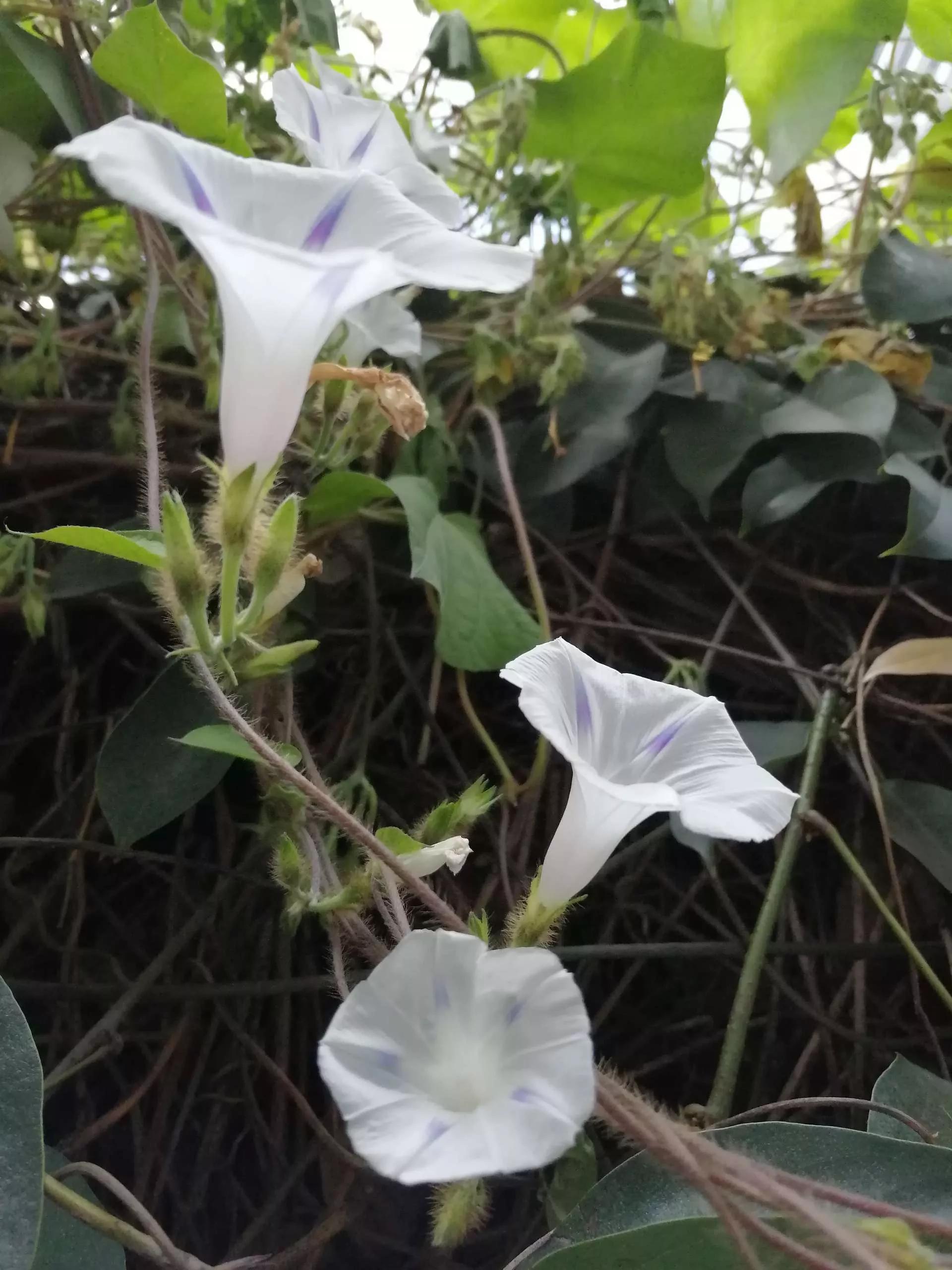 牵牛花图片大全，牵牛花品种大全（与君共赏牵牛花美图大全）