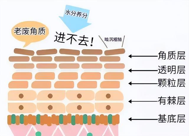 去角质的正确方法，去角质的正确方法步骤（去角质到底是不是智商税）