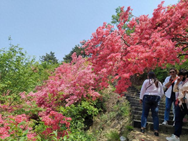 杜鹃花开，田园孟村