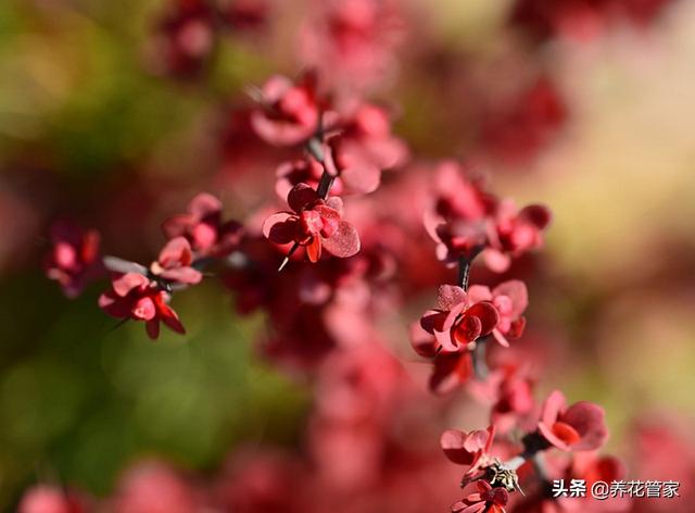 紫叶小檗的品种简介，紫叶小檗的花色（当园林中不知名的小檗）
