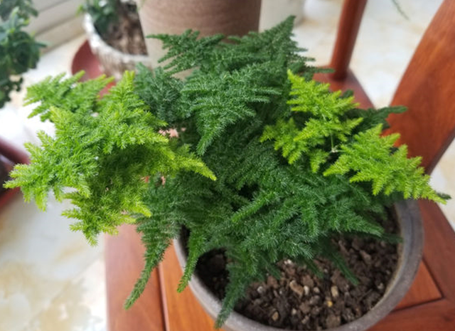 花的叶子发黄是怎么回事，茉莉花的叶子发黄是怎么回事（植物黄叶有七个原因）
