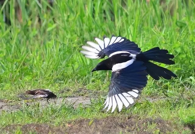 鸟怕什么声音（农民为防鸟类偷吃种子）