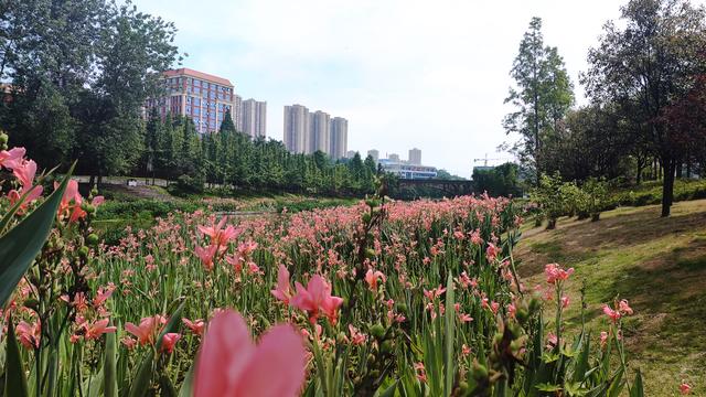 茶园属于重庆哪个区，重庆茶园属于哪个区（南岸区茶园还有这么仙的地方）