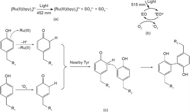 甲基丙烯酸酐毒性如何，甲基丙烯酸酐msds（光固化3D生物打印技术的新进展）