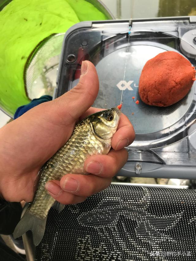 土鲫鱼怎么区别，大板鲫到底是什么品种