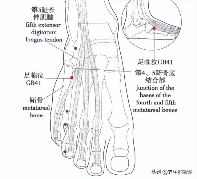 胆经的准确位置图，真人胆经穴位运行路线图（最完整的经络笔记）