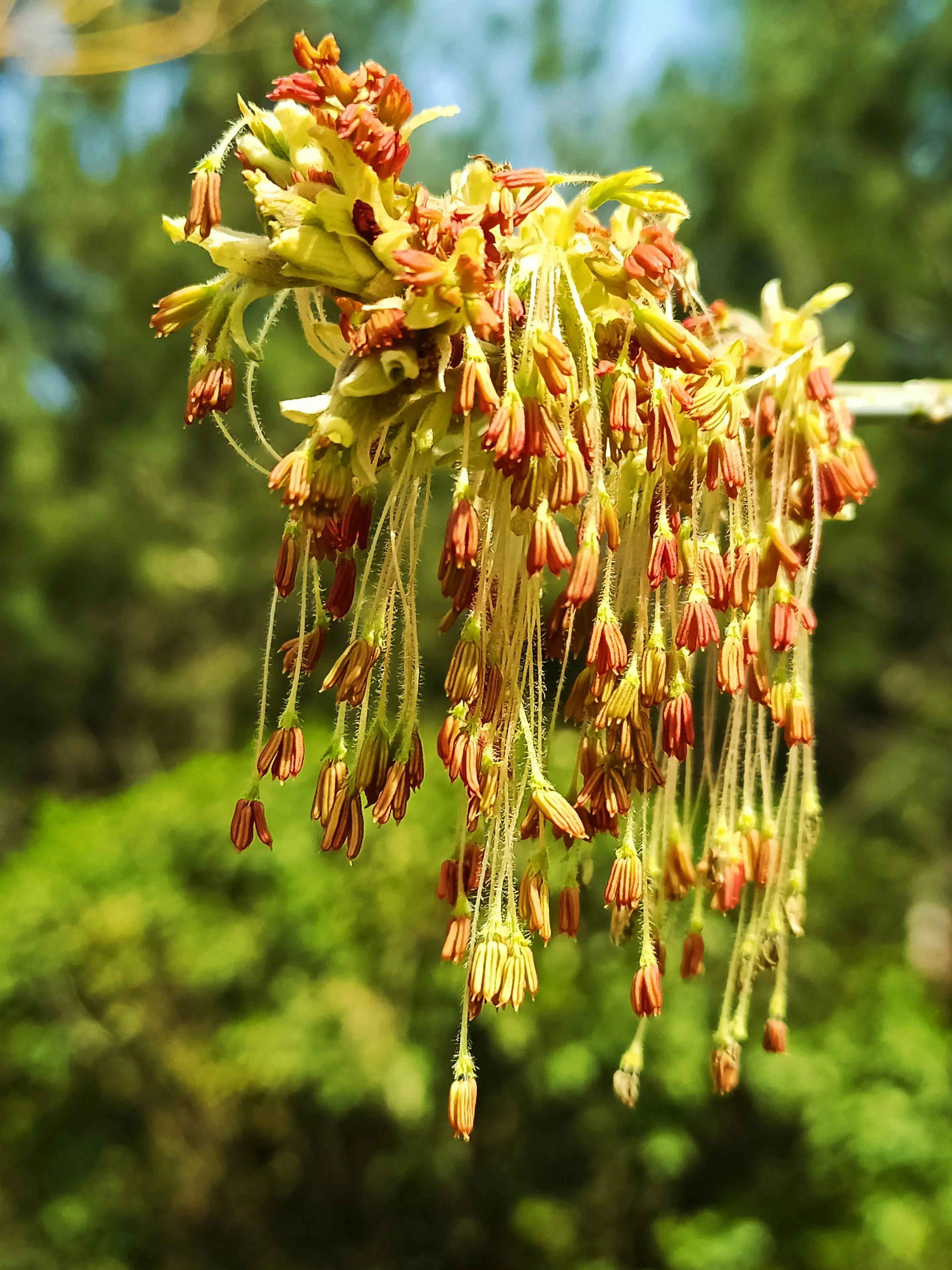 又叫金叶复叶槭,属于彩叶植物,色彩别具一格,能丰富园林景观,可为园林