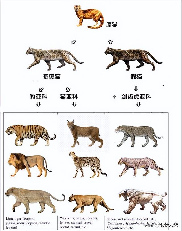 史前灭绝动物名单图片