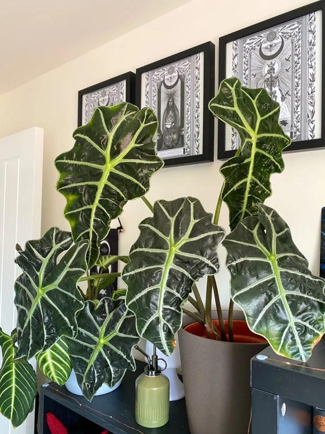 尖尾芋的养殖方法，教你从配土和浇水上养好这一大类植物