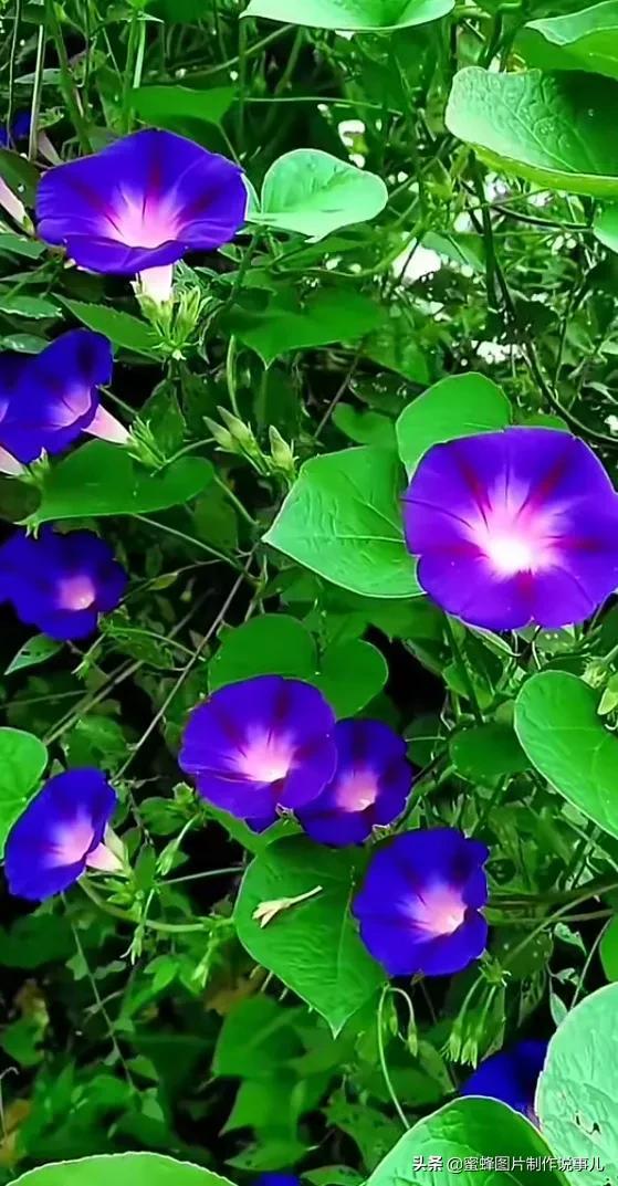 美美美的，美美美的表情包（壁纸美图）