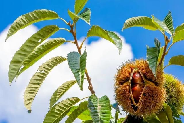 迁西板栗是哪里产的，迁西板栗几大主产区（这5个地方比较出名）