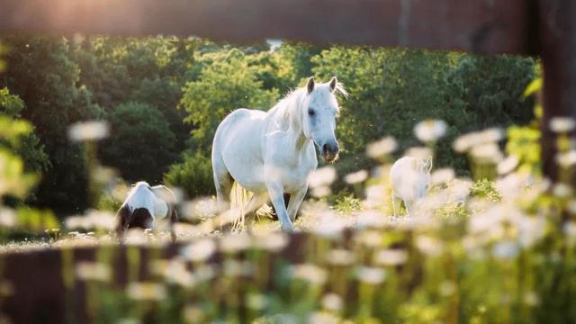 草原经典老歌三十首，蒙古草原老歌500首（马头琴经典曲目）