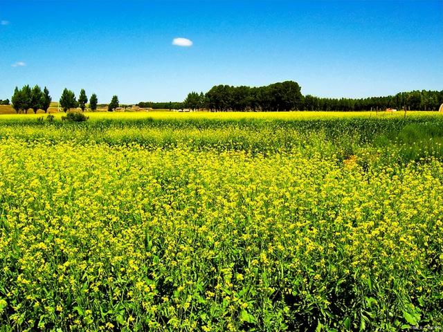 草原旅游去哪里好草原旅游胜地，草原旅游胜地有哪些（来这个内蒙最美的草原吧）