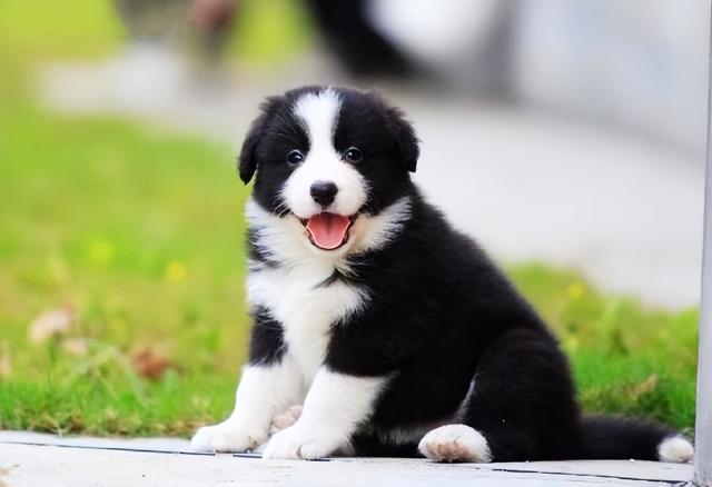 如何正确饲养边境牧羊犬，教你怎么饲养边境牧羊犬