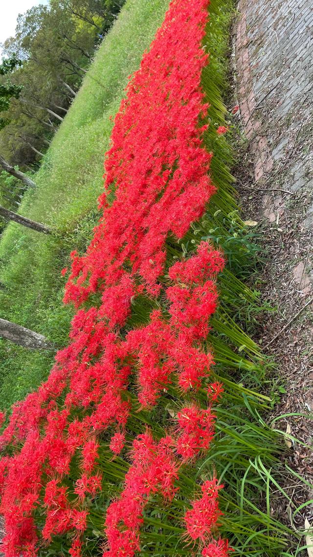 上海到青岛多远，上海到青岛的路程（上海青岛往返1400公里全程无高速沿途城市蜻蜓点水游）