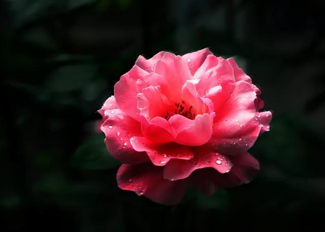 花，花好月圆人长久（72种鲜花欣赏图片）