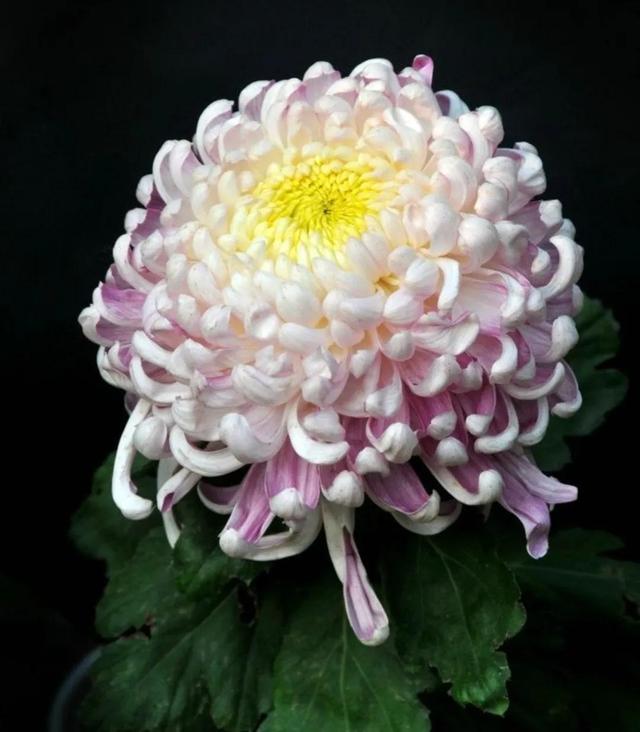 繁花似锦下一句是什么，一路繁花似锦下一句是什么（美醉你的心田）